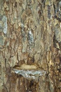 tree fungus