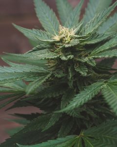 cannabis